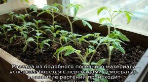 Через сколько дней всходят семена помидор