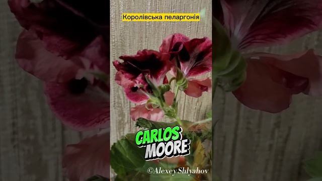 Королівська пеларгонія Carlos Moore