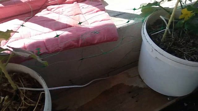 Выращивание огурцов и помидоров на террасе Первый опыт смотреть онлайн