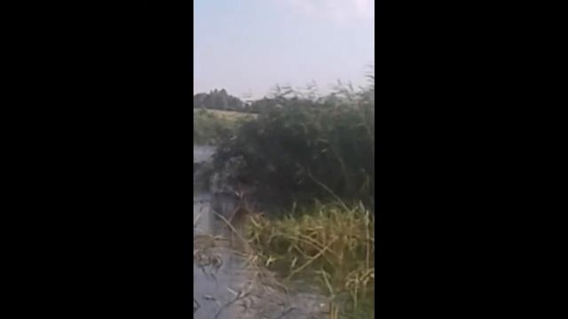 Водяной существует!!! смотреть онлайн