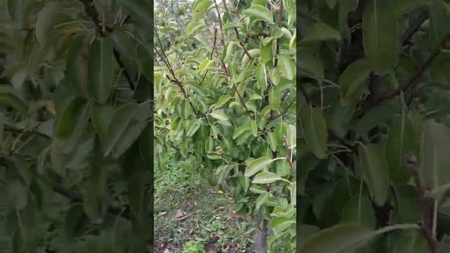 груши 2021.Ноябрьская лидер. смотреть онлайн