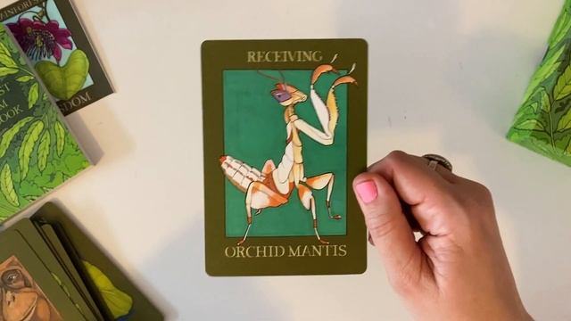 Rainforest Wisdom Oracle | Unboxing смотреть онлайн