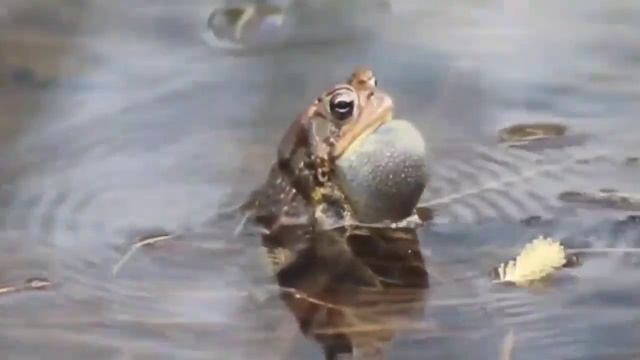 FROG SOUNDS COMPILATIONS