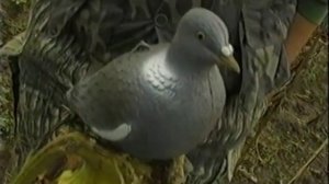 Охота на голубя | Суп из диких голубей | Выпуск №88 (UKR)