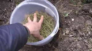 Посадка черники и брусники