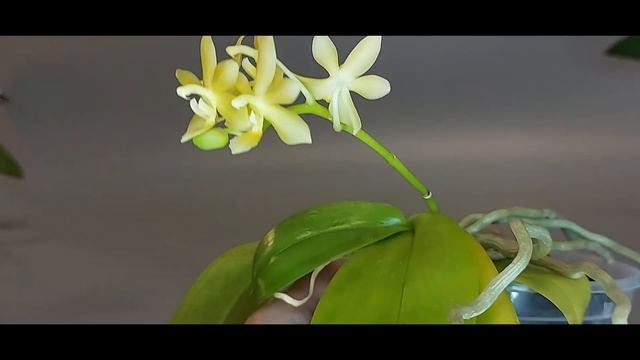 Ph. Stone Dance смотреть онлайн