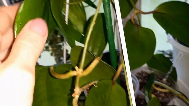 ??Хойи, которые растут на подоконнике без досветки! Ожил пень хойи Nong Nooch! смотреть онлайн