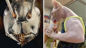 Фото, которые тебя удивят (85 часть)