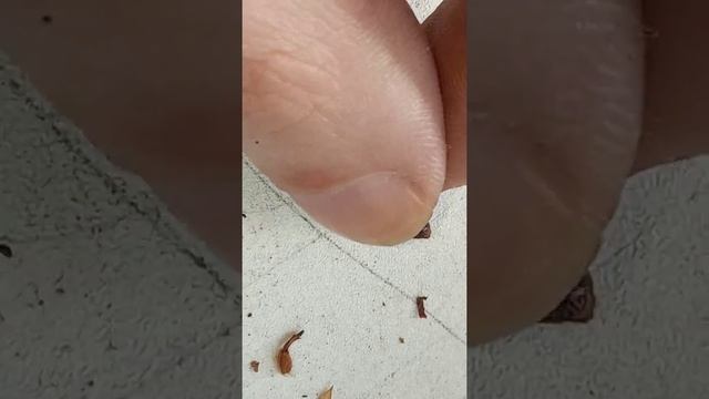 Бабочка павлин-ночная бабочка смотреть онлайн