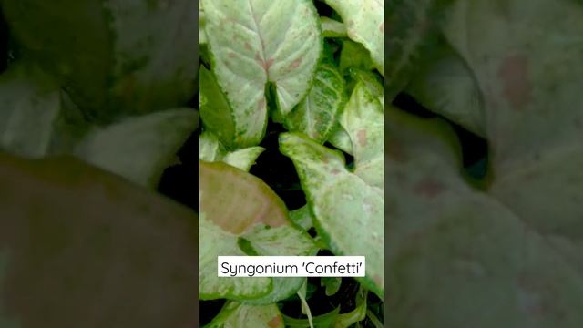 Syngonium Confetti Available For Sale
