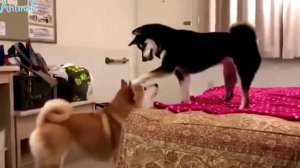 ПРИКОЛЫ С ЖИВОТНЫМИ, ПРИКОЛЫ С СОБАКАМИ | FUN WITH ANIMALS, FUNNY DOGS #438