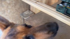 Тёплая собачья будка своими руками. Будка для немецкой овчарки