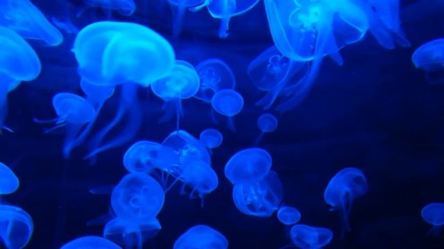 Морето - Петя Дубарова смотреть онлайн