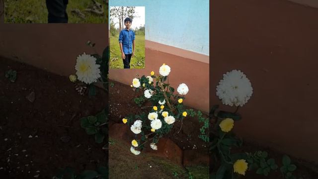 beautiful white chrysanthemum flower смотреть онлайн