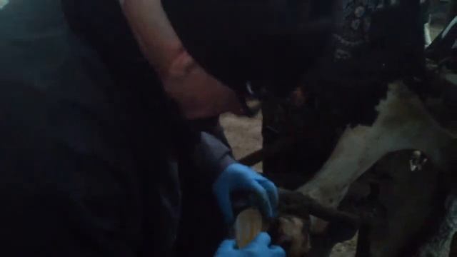 Обработка копыт: установка колодки смотреть онлайн