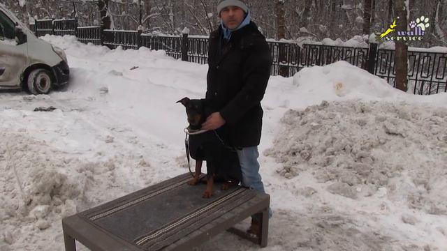 Несколько способов обучения команде лежать, немецкий пинчер смотреть онлайн