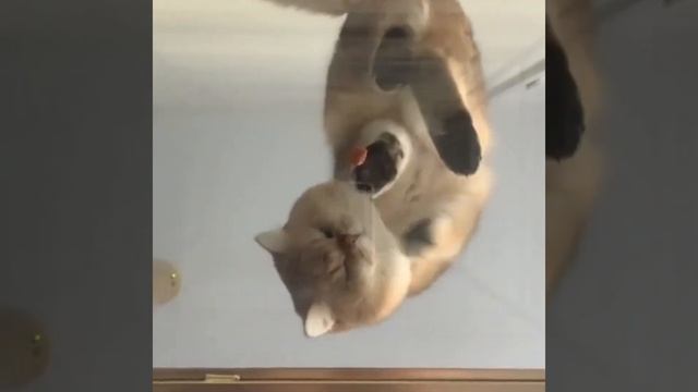 Golden British Shorthair #05 | Maple Cat | This is Cat смотреть онлайн