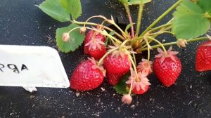 Клубника Гарда. Итальянская новинка! Выращивание клубники сорта Гарда в Сибири