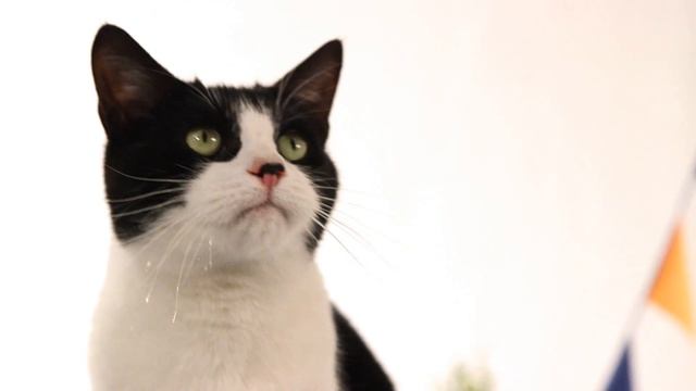 Felix - Crunchy Crumbles Machine