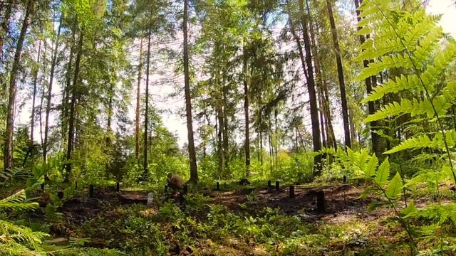 Баня в ЛЕСУ (установка фундамента) смотреть онлайн