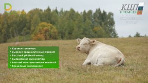 Наш любимый КРС. Шароле, Лимузины и Абердин-Ангусы в Калининграде