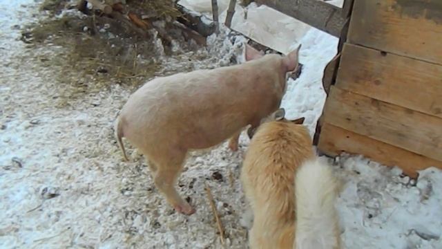 Удивительно!собака и свинья дружат. смотреть онлайн