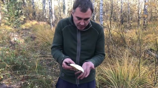 Подосиновик осенний!Собрал ведро за час смотреть онлайн