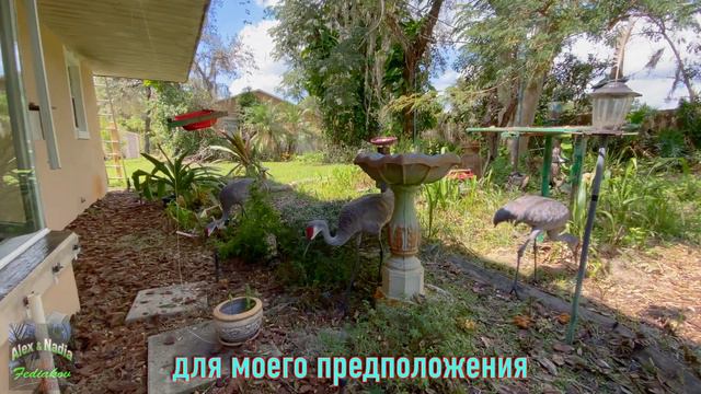 ВАУ!🤷♂️Журавли Знали Куда Идёт Ураган ?!? смотреть онлайн