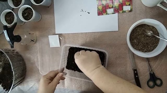 КНИФОФИЯ - ЭКЗОТИКА В САДУ. смотреть онлайн