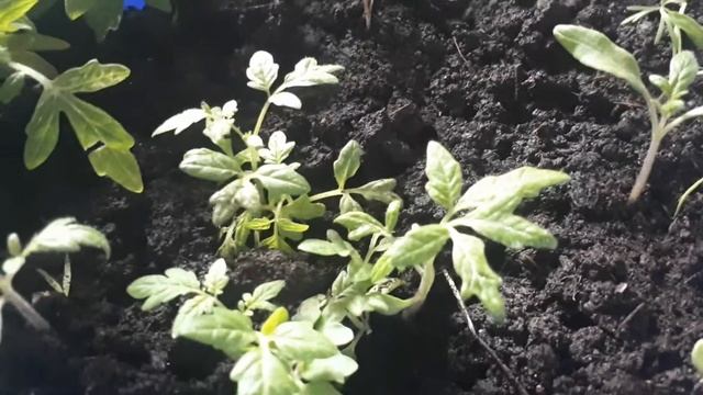 Почему вытягивается рассада.. смотреть онлайн