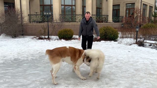 Питбуль Граф…Прогулка…Плаваю с Графом…Лапка Хомы…Ветеринар… смотреть онлайн