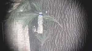 НУ НАКОНЕЦ ТО ПРИДУМАЛА СПОСОБ ОТОГНАТЬ ОТ КОРМУШКИ СИНИЧЕК ГОЛУБЕЙ