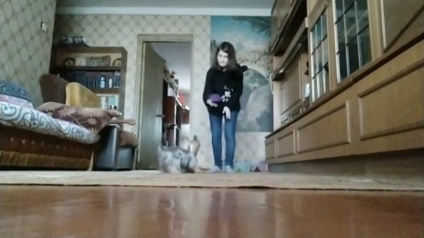 Yorkshire terrier dog frisbee / Йоркширский терьер дог фризби / фрисби / трюки