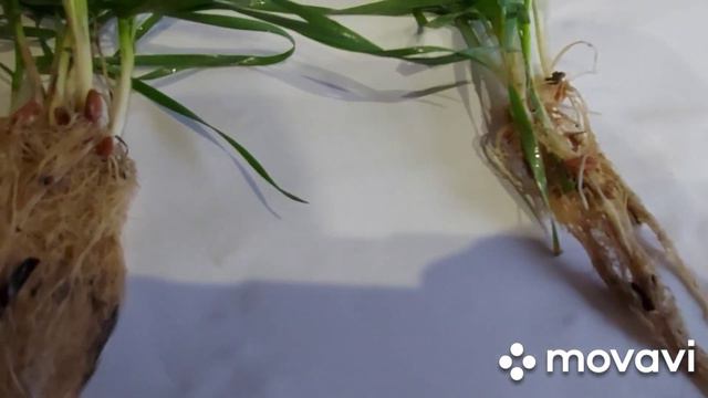 Состояние озимой пшеници и её корневой системы на 04.02.2021 . Начало вегитации. Скоро в поле🚜 смотреть онлайн