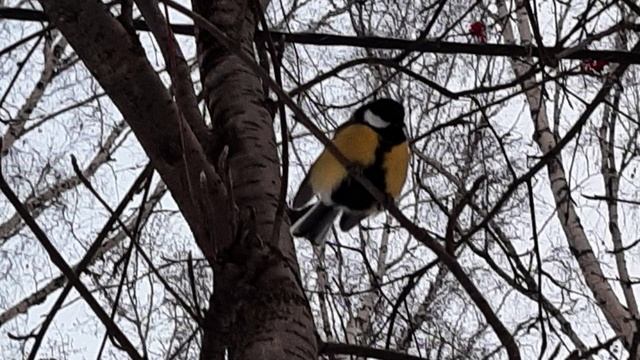 Как найти свою вторую половинку. Часть 1. смотреть онлайн