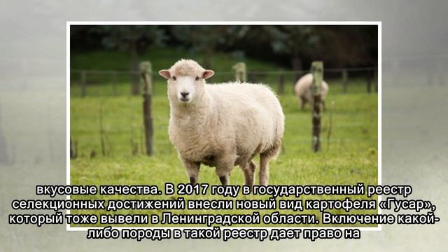 Гладкошерстную породу овец вывели в Ленинградской области смотреть онлайн