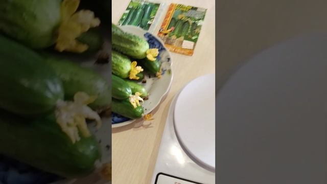 Сбор первых Зеленцов))) смотреть онлайн