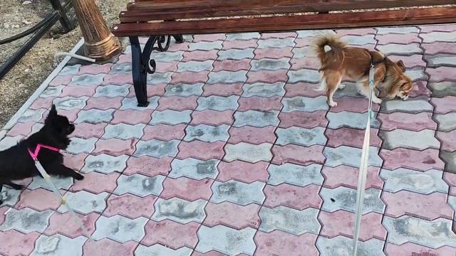 Кого выбрать? Мальчик или девочка? #маленькиесобачки #чихуахуа #маленькиесобаки #dog смотреть онлайн