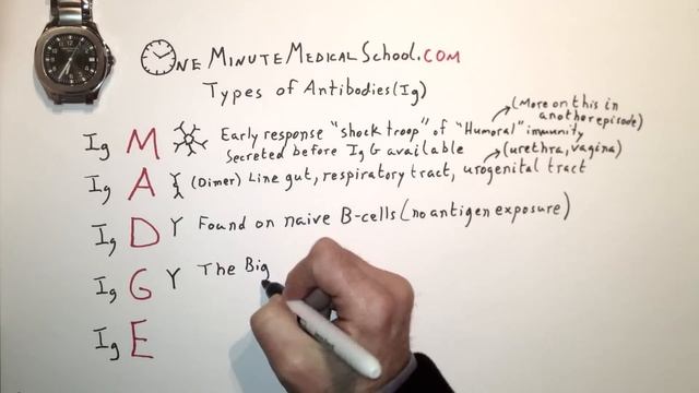 Antibody Types - One Minute Medical School смотреть онлайн
