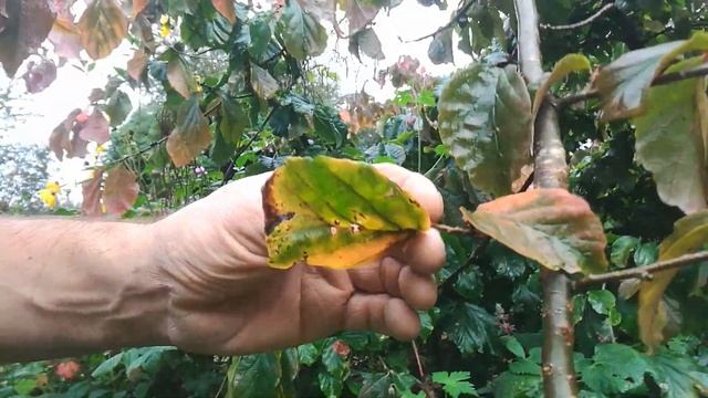 Jez's Garden briefs.... Autumn # 2 Parrotia persica смотреть онлайн