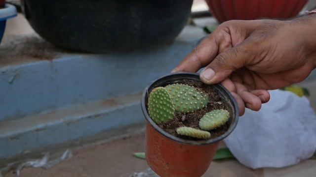 Bunny Ears Cactus Propagation | Opuntia Microdasys Detailed | Succulents for Beginners | Hindi Urd смотреть онлайн