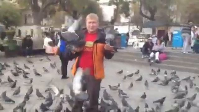 Бешеные боливийские голуби смотреть онлайн
