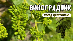 Как подготовить куст винограда к цветению. Первые признаки цветения винограда./Цветение винограда