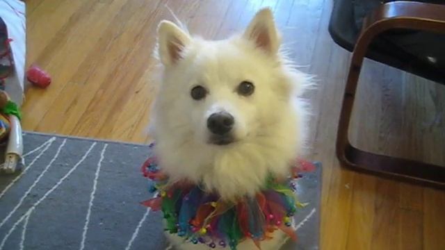 Indy the American Eskimo Dog does Tricks for Miranda смотреть онлайн