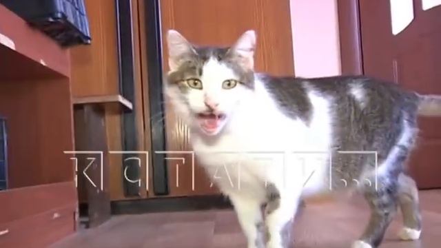 Тяжелобольной создательнице приюта для животных требуется последняя помощь смотреть онлайн