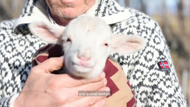 Devold Quality journey - Sheep to shop смотреть онлайн