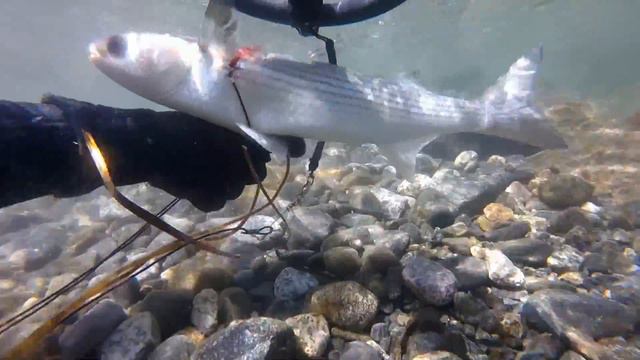 Подводная охота в бухте Троицы смотреть онлайн