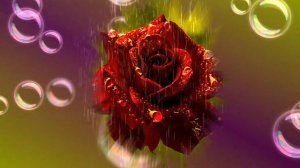 Футаж. Цветы под дождём 10  Footage. Flowers in the rain 10