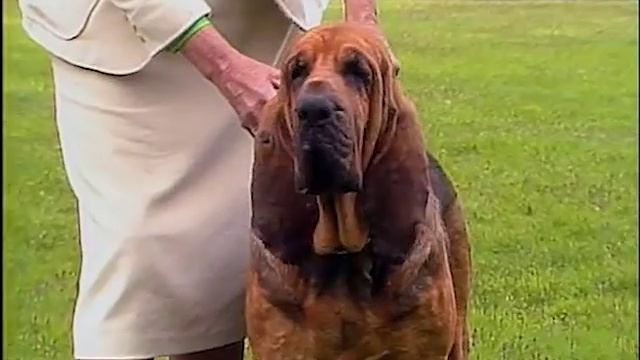 Bloodhound - AKC Dog Breed Series