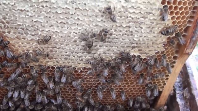 Такої липи я ще ніколи не качав. смотреть онлайн